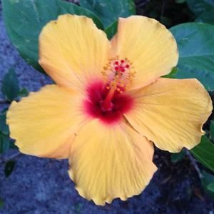 Meet your Posher, Lane